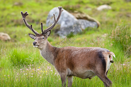 红鹿鹿 stag棕色便便高地船尾废话红色哺乳动物专用君主鹿角背景图片