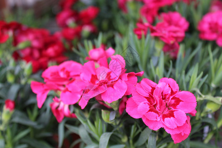 花园里的粉红康乃馨植物石竹植物群背景图片