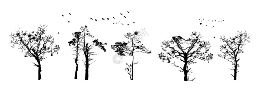 山毛榉树孤立在白色背景上的树剪影森林云杉季节孤独标识灌木荒野植物山毛榉徽章插画