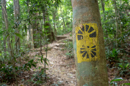 拓画代表着里约热内卢提朱卡森林路的标志背景