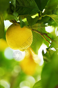柠檬密闭背景树叶阳光植物叶子树林农业食物种植园水果背景图片