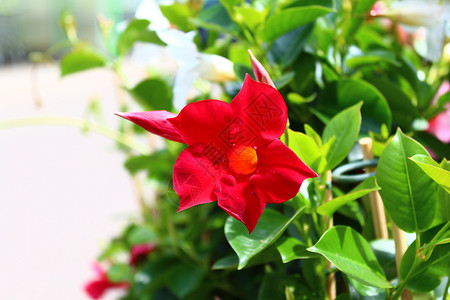 花园里有红色的薄膜观赏植物植物群背景图片