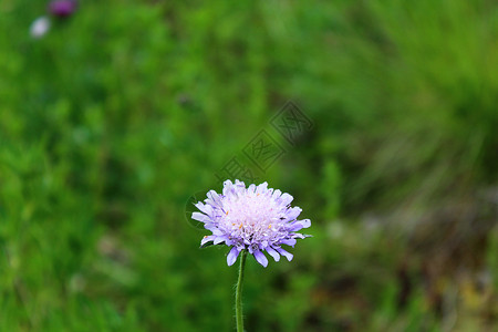 吉卜赛人自然的成长植物群植物季节紫色宏观花园背景图片