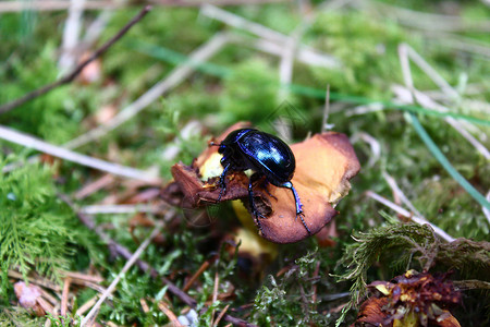 蜣螂在森林的蘑菇上登甲虫背景