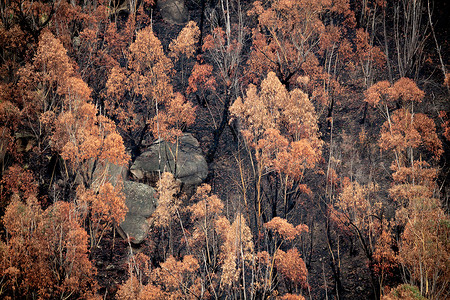 在澳洲丛林火灾后俯视着被烧毁的灌木林地背景图片