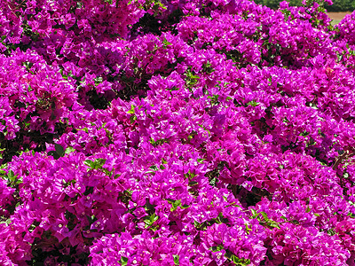 植物灌木布干维尔工厂公园花园灌木花序植物蜡质花花瓣多刺片状灌木丛背景