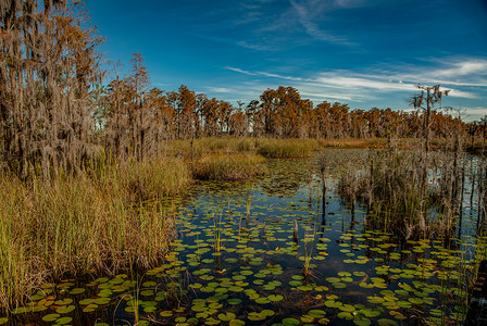 池塘上的水柱季节公园百合树叶湿地芦苇植物荷花荒野背景图片