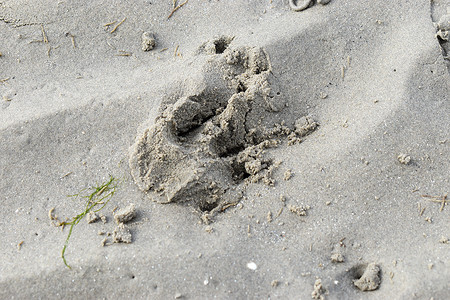 爱尔兰都柏林沙滩上的爪印动物脚印荒野海滩海岸线支撑棕色痕迹宠物爪子背景图片