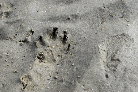 爱尔兰都柏林沙滩上的爪印支撑爪子海岸线宠物动物荒野脚印棕色海滩痕迹背景图片