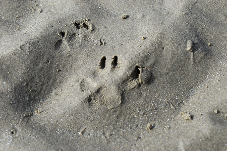 爱尔兰都柏林沙滩上的爪印爪子脚印荒野宠物棕色痕迹支撑海岸线动物海滩背景图片
