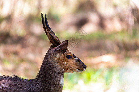 孟尼利克环境野生动物高清图片
