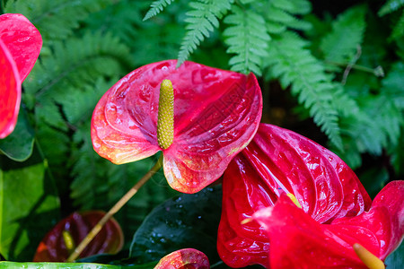红掌是一种红色的心形花 深绿色的叶子作为背景使花朵美丽地脱颖而出 红掌已成为热情好客的象征背景图片