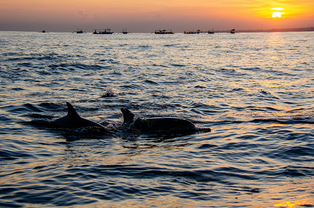 鲸鱼沉睡时海豚在日出时从水中浮出来背景