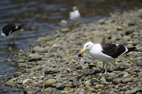 Kelp海鸥吃鱼的残骸动物群鸟类海岸线生物野生动物遗迹动物海岸食物多样性背景图片