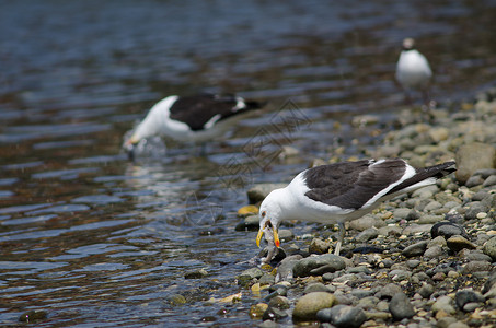 凯尔普海鸥吃鱼动物群食物海岸鸟类生物野生动物海岸线遗迹多样性海洋背景图片