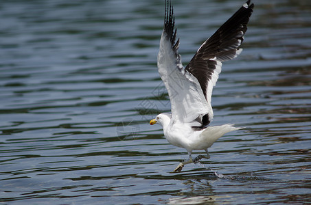 凯尔莫凯尔普海鸥在水上飞行航班动物海鸥翅膀动物群生物多样性海洋海岸飞机背景