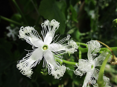 特异热带花朵的白花三三瓜草本植物葫芦植物学黄瓜植物群食物蔬菜热带叶子花瓣背景