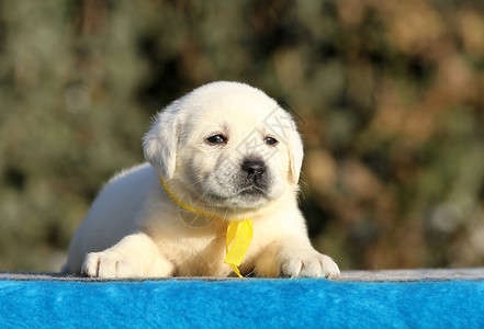 黄色小狗蓝色背景的拉布拉多小狗喜悦孩子桌子朋友猎犬黄色宠物幸福背景