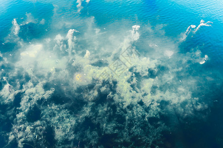 深蓝海海底背景 抽象图案纹理和颜色 水生生物海洋生活背景 自然壁纸设计元素环境保护海岸线海葵蓝色生物学海滩海景水生植物飞虫藻类背景图片