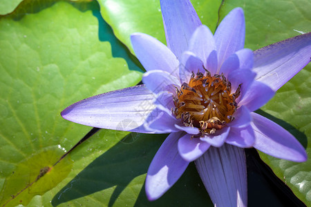 五颜六色的花的背景图片生长花瓣宏观植物群季节粉色植物花束紫色背景图片