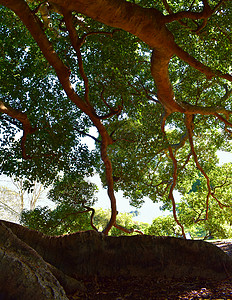 世纪老图木树绿色树干树叶背景图片