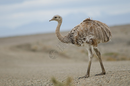 不会吧达尔文的在Pecket港湾保留地野生动物动物学脊椎动物荒野鸟类动物平胸土鸡动物群保护区背景