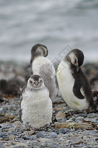 企鹅和小土豆在奥特韦声音和企鹅保护区的马哲伦企鹅脊椎动物少年呼唤野生动物团体动物群荒野小鸡观鸟殖民地背景