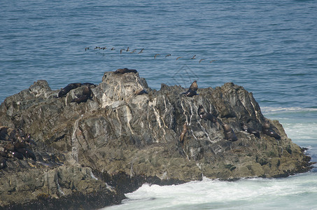 落基悬崖与南美海狮生物脊椎动物动物海岸海豹海景休息海狼风景海域背景