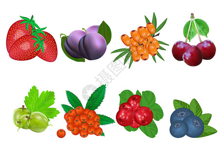 鼠能生巧毛笔字白色背景上孤立的浆果图标集叶子标签花园水果插图甜点包装农场收藏植物插画