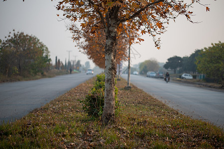 在伊斯拉马巴德的绿化地带 伊斯兰堡秋天季节高清图片