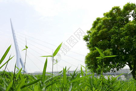 绿叶 林树和桥附近的植物草地框架场地绿色公园季节车道民众树叶人行道背景图片