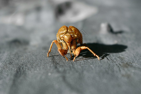 树上的Cicada贝壳天空漏洞橙子昆虫胶树蓝色身体蛙跳日志木头背景