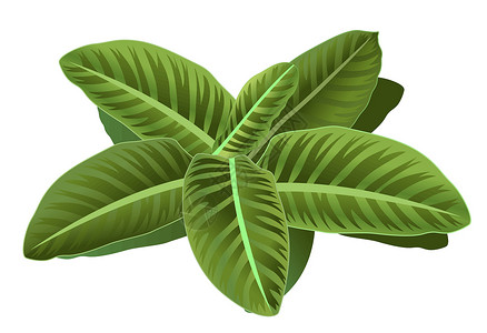 美丽的绿叶常春藤植物动画片背景图片