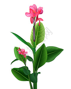 粉红色的花常春藤植物卡通背景图片