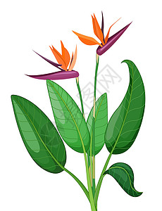 常春藤花卉植物卡通背景图片