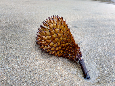 皮肤 榴莲 duren 臭水果 与自然背景 适用于框架 报价单 背景和其他项目食物热带甜点农场国王市场花园营养情调异国背景