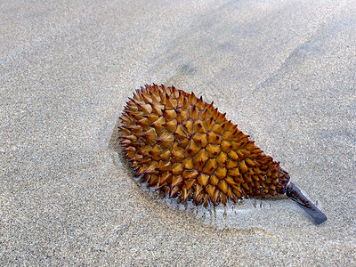 皮肤 榴莲 duren 臭水果 与自然背景 适用于框架 报价单 背景和其他项目美食热带食物花园市场情调甜点农场异国国王背景