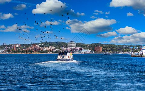 飞渡离开哈利法克斯港 被鸟群包围背景图片