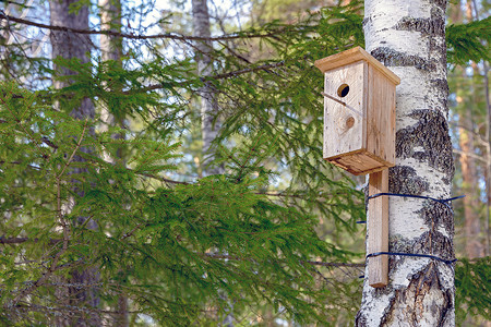 树上鸟在阳光明媚的一天 一只自制的鸟屋挂在一棵树上季节鸟巢公园森林桦木自由盒子荒野松树房子背景