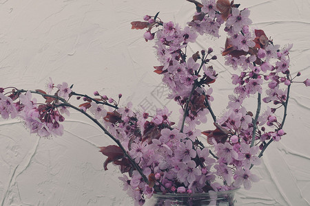 花瓶里的粉红色开花树枝 室内樱花 盛开的春天概念 极简主义概念 白色带纹理的背景花瓣皮肤季节治疗植物学花园植物植物群花束温泉背景图片
