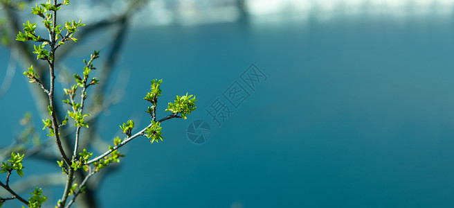 带回旋空间的清蓝山湖上树枝海浪森林波纹公园阳光旅游旅行蓝色晴天反射背景图片