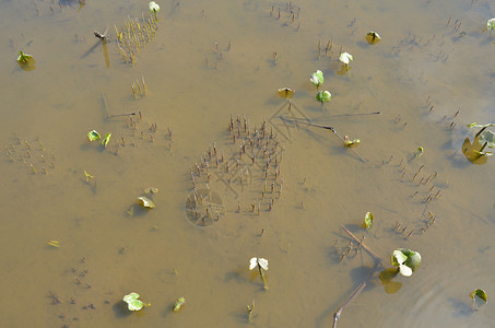 含绿叶的植物 在泥土中绿色树叶植物学生长植物群池塘背景图片
