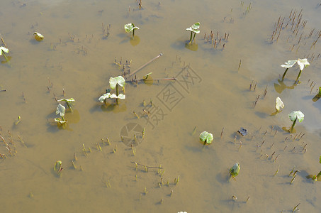 含绿叶的植物 在泥土中树叶生长池塘植物群绿色植物学背景图片
