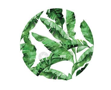 孤立的矢量水彩绿色植物叶 deocratio插图卡片婚礼绿色艺术装饰白色花园绘画植物背景图片