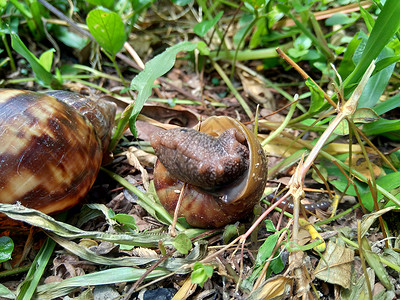 非洲蜗牛家族非洲大蜗牛慢的高清图片