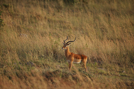 黑牛角野外的伊帕拉动物羚羊环境大草原群居牛角手表女性衬套草原背景