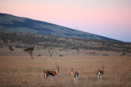 昼夜羚羊汤姆森在荒野的加泽勒群居昼夜火山口羚羊食草野生动物大草原男性婴儿哺乳动物背景