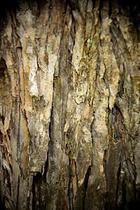 靠近一棵澳大利亚本地Paperbark树的树干木头纸皮植物千层背景图片