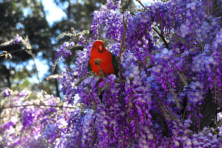 维斯特利亚的雄王鹦鹉鸟类衬套紫色豆类嵌套国王蓝色动物红色荒野背景图片