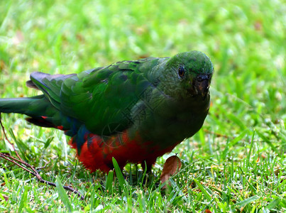 一只雌金鹦鹉站在绿草上绿色热带鹦鹉红色女性野生动物肩胛肌翅膀动物群荒野背景图片